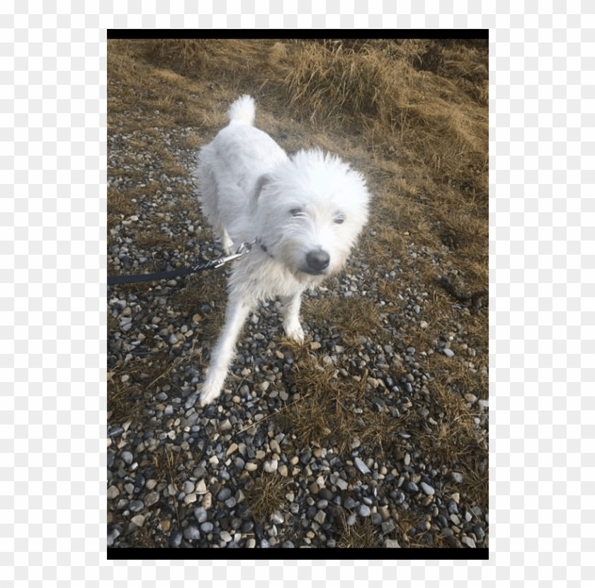 Meet Coco She Is A Happy, 1 Year Old, Fluffy Girl Looking - West Highland White Terrier Clipart