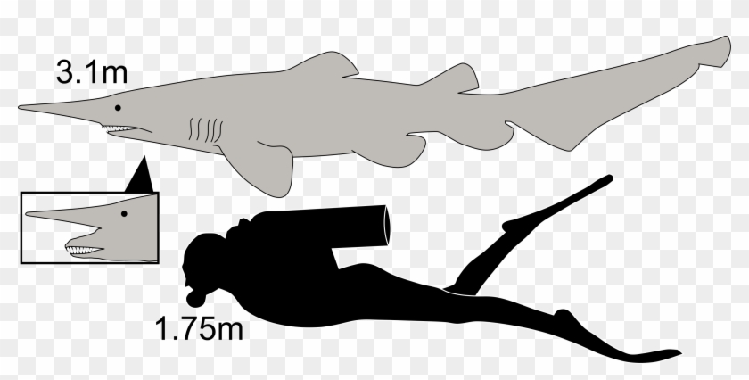 Goblin Shark Size - Goblin Shark Compared To Human Clipart #398531