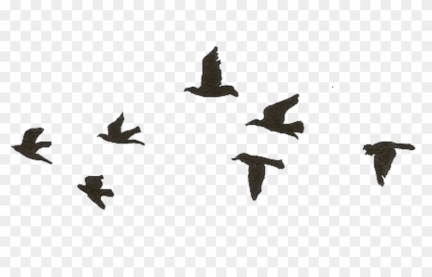 Free Png Download Flying Birds Gif Transparent Png - Bird Flying Gif Png Clipart