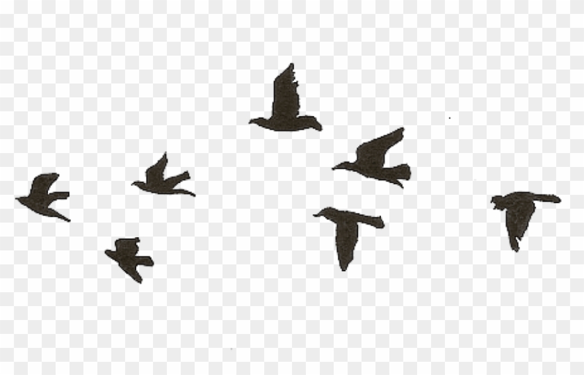 Free Png Download Flying Birds Gif Transparent Png - Bird Flying Gif Png Clipart@pikpng.com