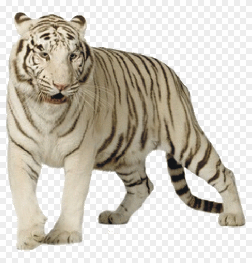 White - White Tiger Png Clipart