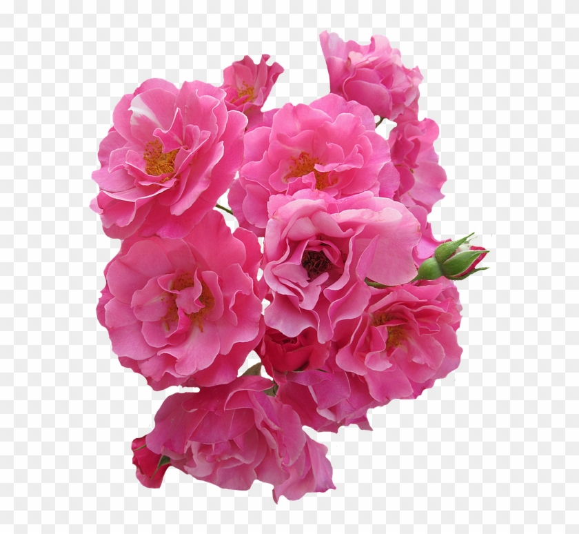 Flor Rosas Png - Gratis Rosas Rosa Flores Clipart