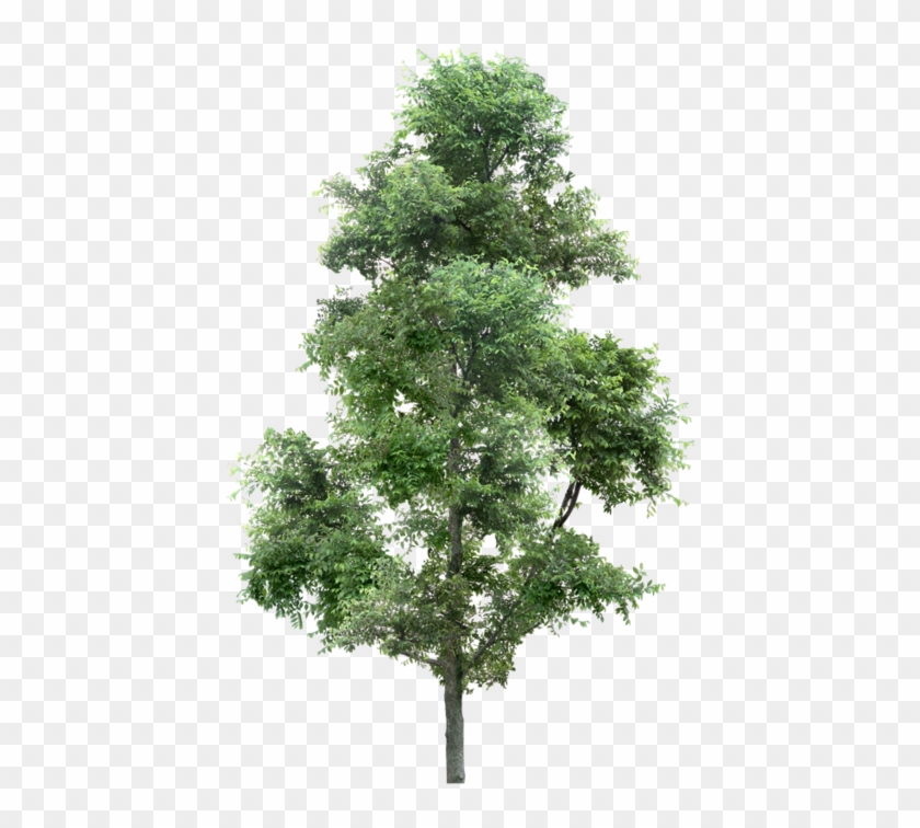 フォーエバー 21 札幌 Clipart