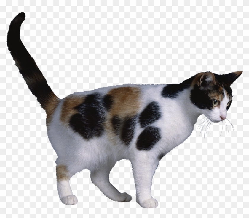 Calico Cat Clipart