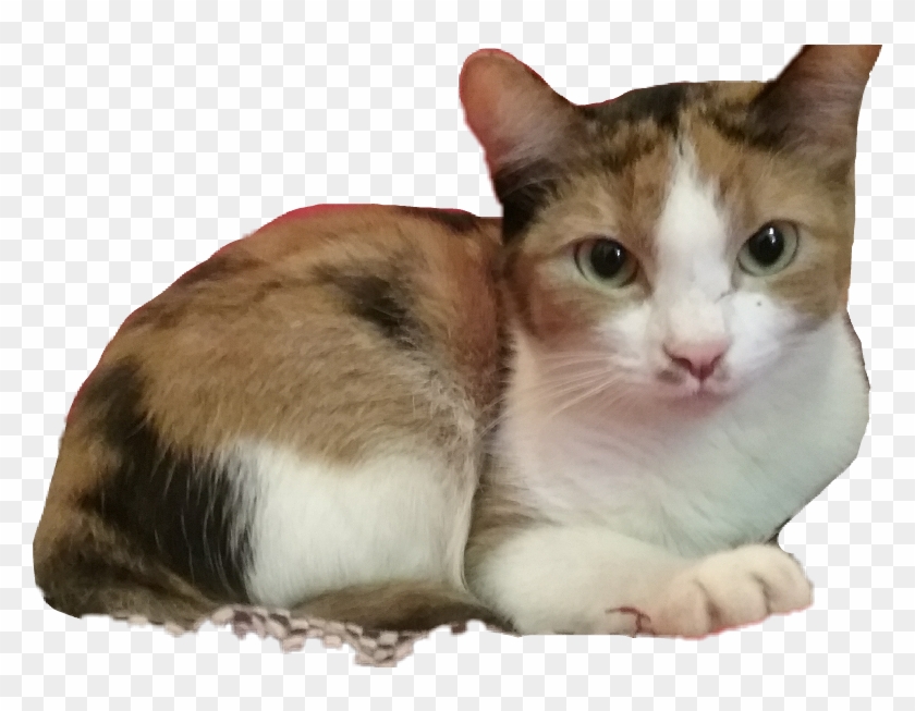 #missy #kitty #calico #cat #cats #cute #pets & Animals - Domestic Short-haired Cat Clipart