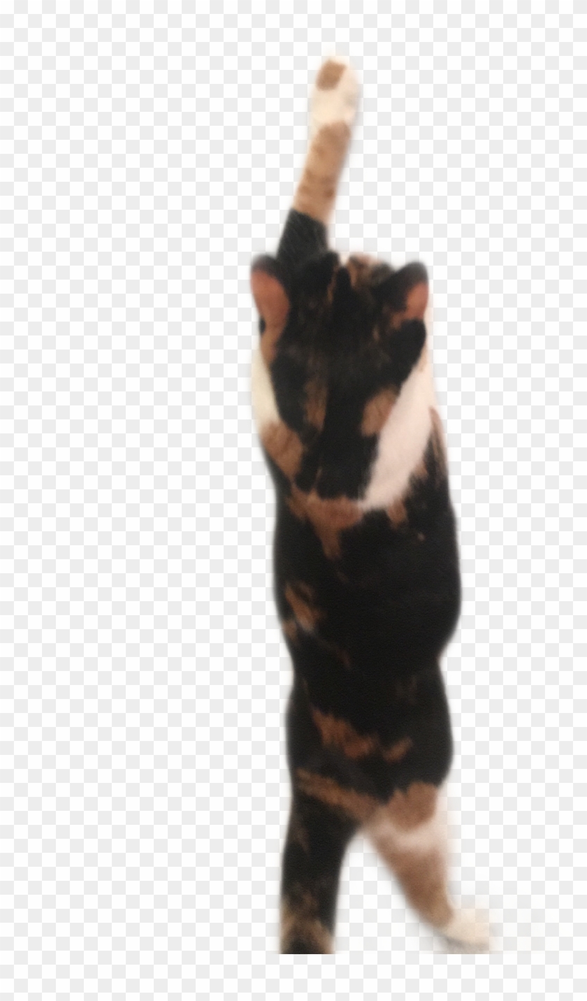 #cat #kitten #blackcat #calico #calicocat #freetoedit - Domestic Short-haired Cat Clipart #3903217