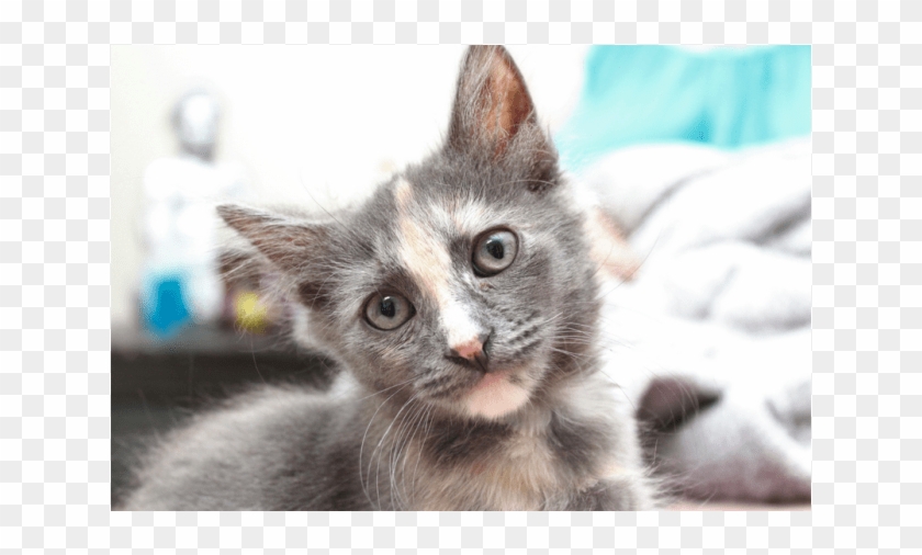 Donate To Petrescue - Kitten Clipart