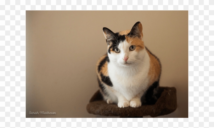 Donate To Petrescue - Domestic Short-haired Cat Clipart #3904006