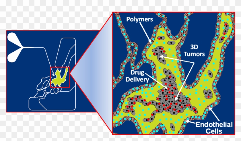Starting With Scans Of Vascular Networks Incorporated - Journal Of Controlled Release Journal Clipart #3905674