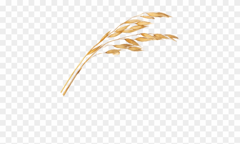 Rama De Avena Png Clipart