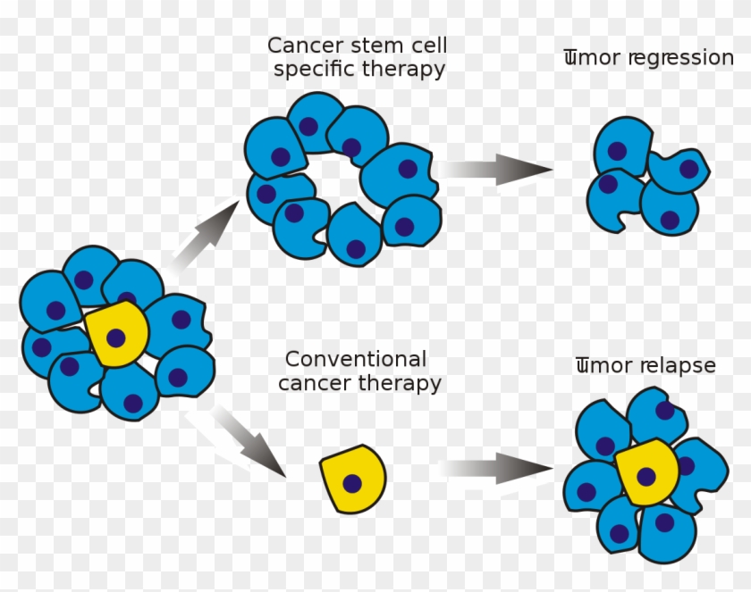 Cancer Stem Cell - Adult Stem Cells Diagram Clipart #3905846