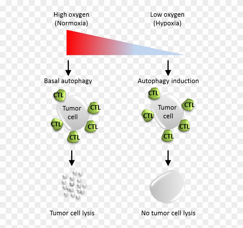 - Autophagy Tumor , Png Download - Basal Vs Induced Autophagy Clipart #3906036