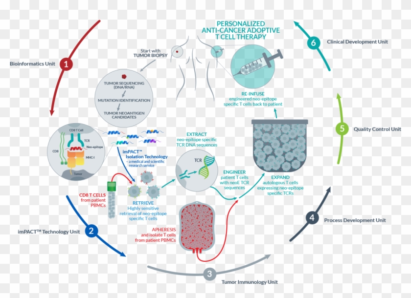 Next Generation Synthetic Tumor-infiltrating Lymphocytes - Tumor Infiltrating Lymphocytes Diagram Clipart #3906354
