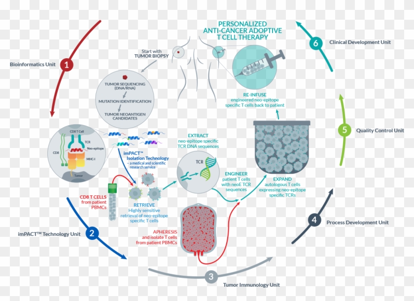 Next Generation Synthetic Tumor-infiltrating Lymphocytes - Tumor Infiltrating Lymphocytes Diagram Clipart