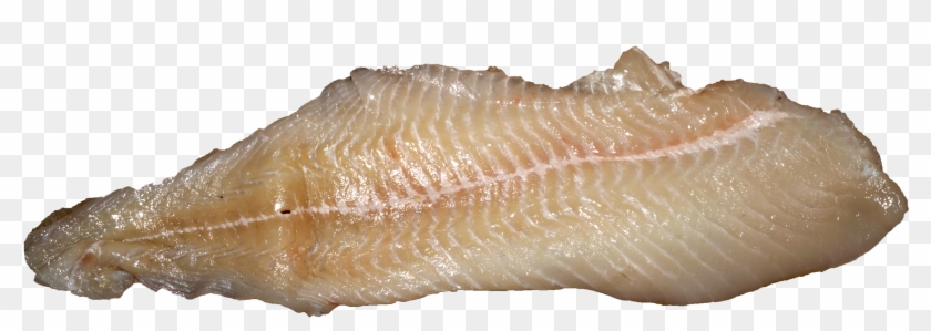 Pike Fillet - Anago Clipart