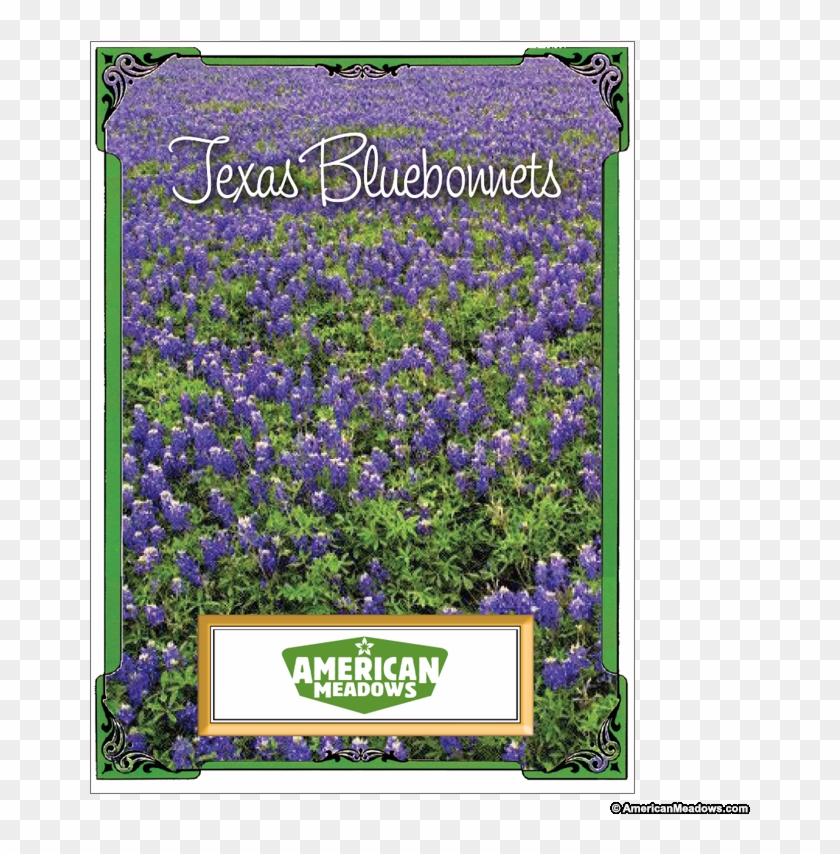Texas Bluebonnet Seed Packet - American Meadows Clipart #3909750