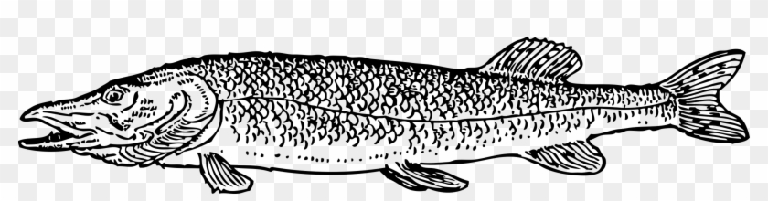 Northern Pike Fishing Computer Icons Drawing - Pike Fish Color Pages Clipart