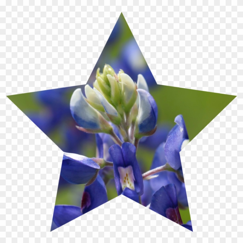 Here's A Texas-sized Wish For A Great Independence - Brown Star Clip Art - Png Download