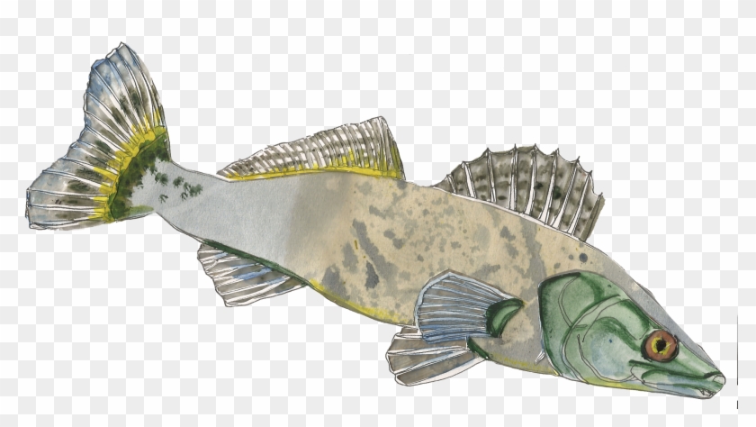 Pike-perch Sander Lucioperca - Spotted Weakfish Clipart