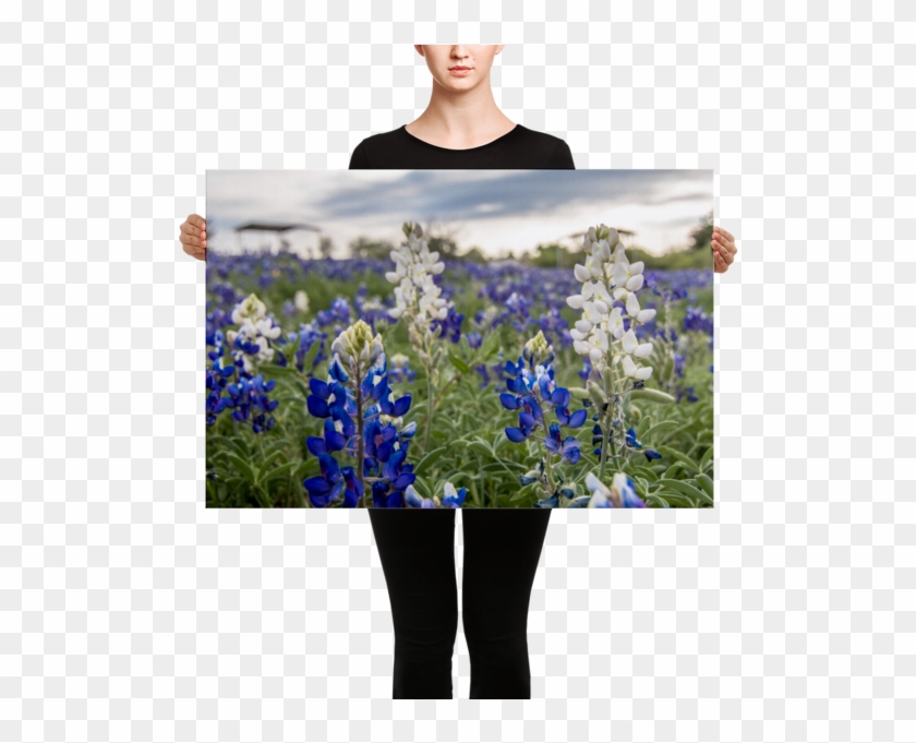 Texas Wildflowers Animated Clipart