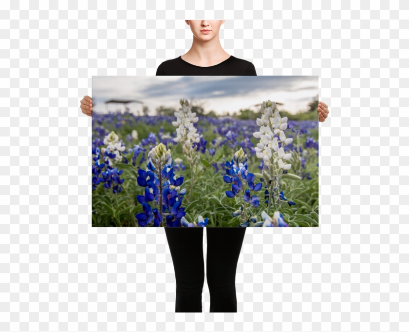 Texas Wildflowers Animated Clipart #3910229