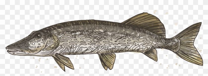 Pike - Northern Pike Clipart #3910417