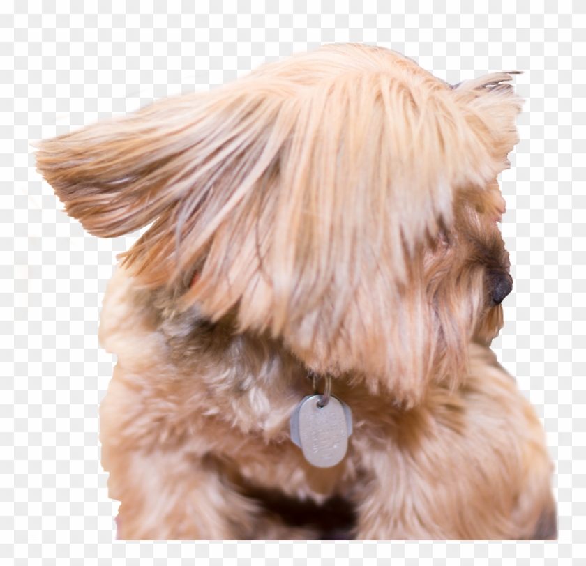 La De Da Professional - Companion Dog Clipart #3910681