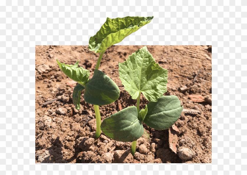 Satisfaction Guarantee - Agriculture Clipart #3910866