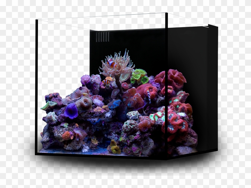 20 Gallon Ultra-clear Glass Cube - Waterbox Cube 20 Review Clipart #3911929