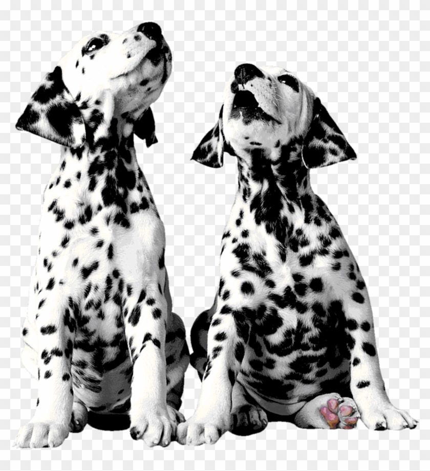California Eyewear For Kids And Adults - Dalmatian Clipart