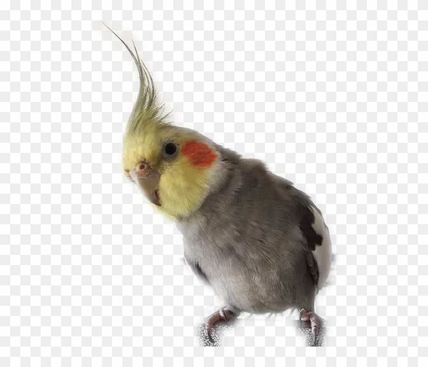 A Cockatiel - Cockatiel Clipart #3912577