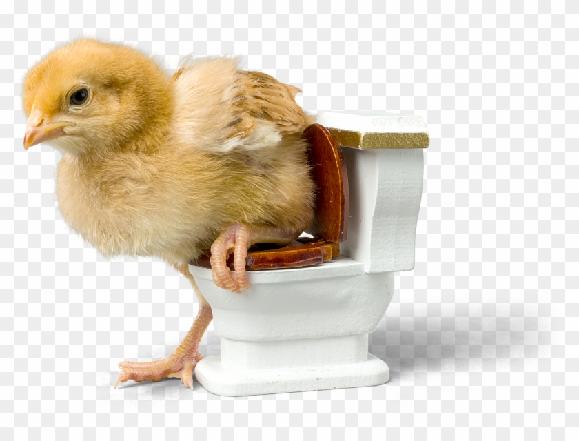 Potty Training Cockatiels - Potty Train A Chicken Clipart