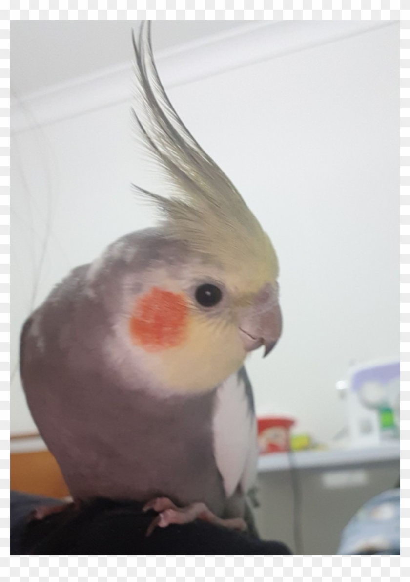 Coco Is Missing - Cockatiel Clipart