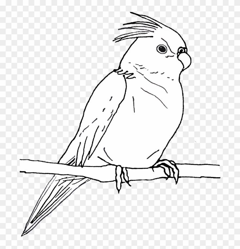 Cockatiels And Conures - Cockatoo Clipart