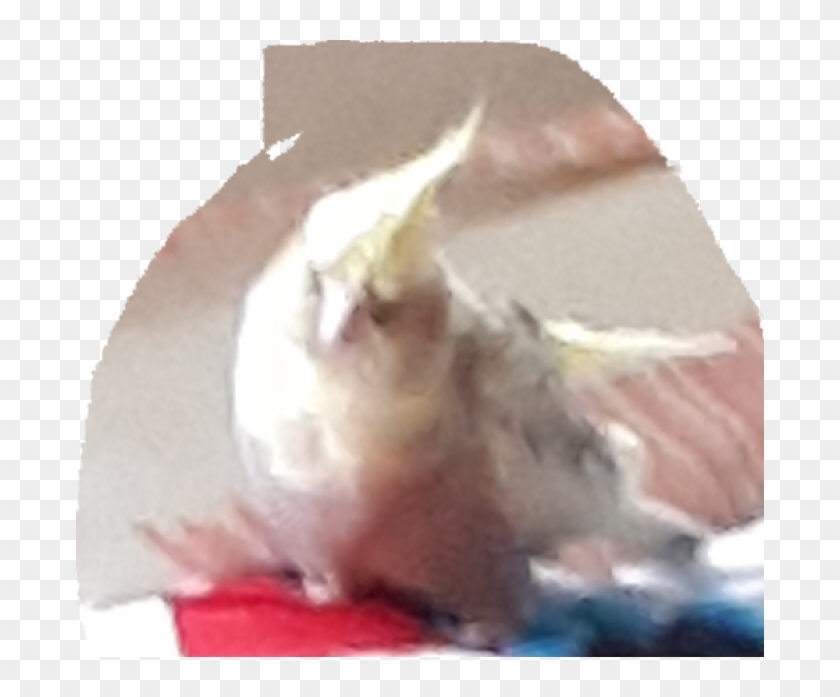 Lost Cockatiel At Teck Whye - Meat Clipart #3913528