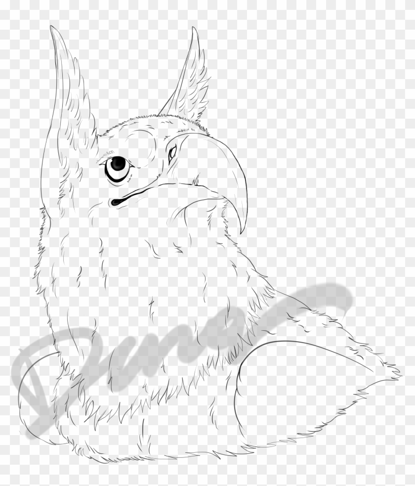 Cockatiel Drawing Line - Cartoon Clipart