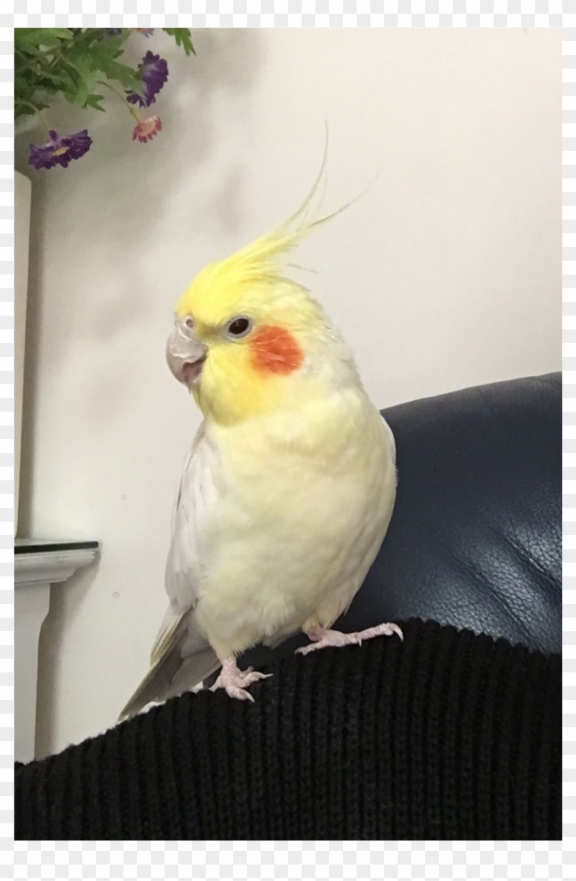 Sightings - Cockatiel Clipart #3914124