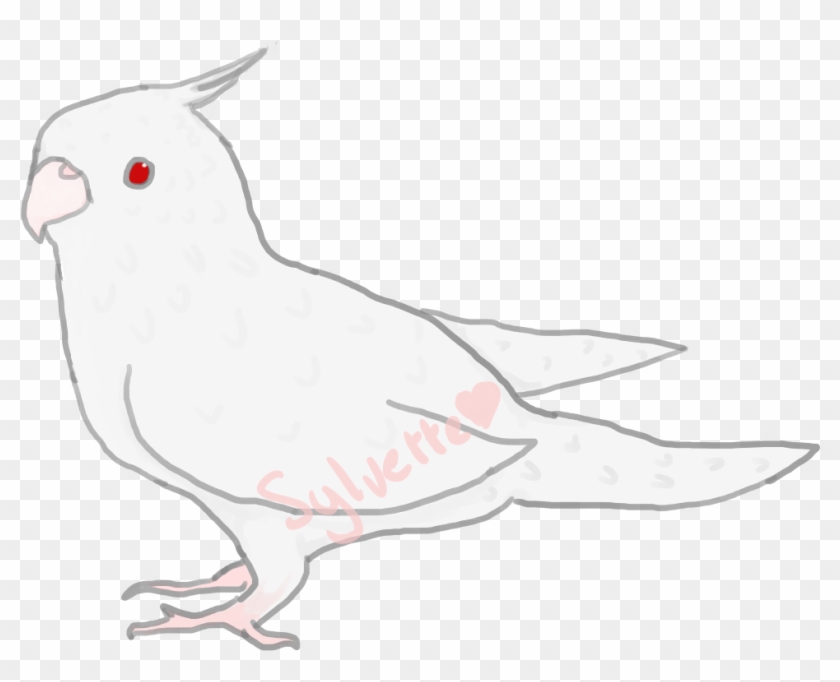 Cockatiel Drawing Albino - Cockatiel Clipart