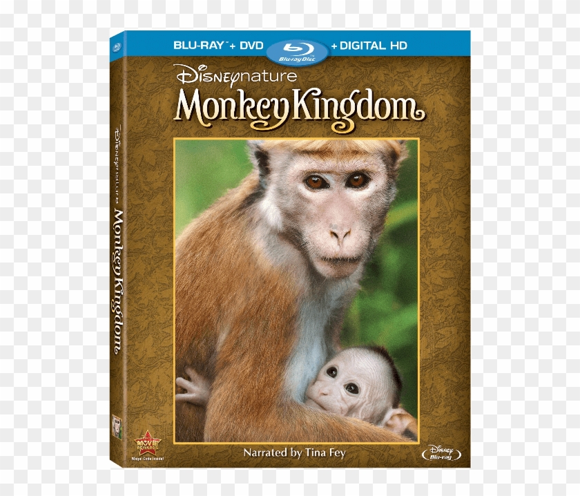 Disneynature Monkey Kingdom Gives Back - Disney Monkey Kingdom Clipart #3914299