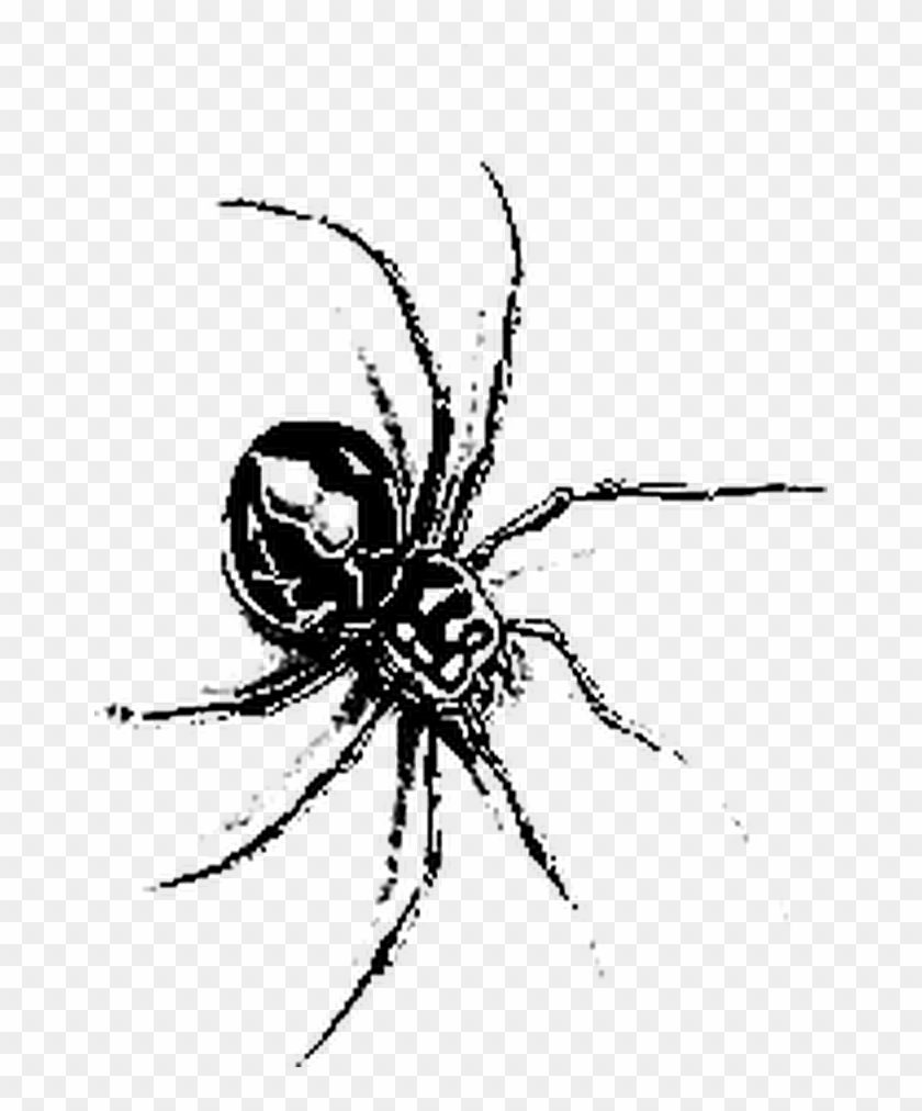 #tattoo #insect #spider - Transparent Tattoos Spider Clipart #3914402