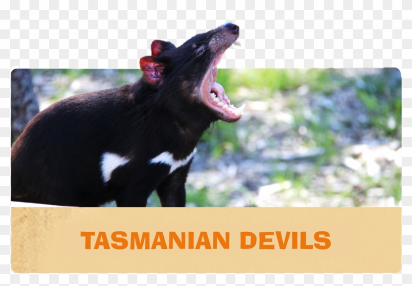 Orana Wildlife Park Has One Of The Most Comprehensive - Tasmanian Devil Clipart