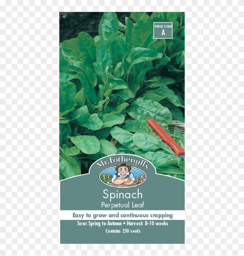 Mr Fothergill's Spinach Perpetual Leaf Seeds - Spinach Clipart #3916020