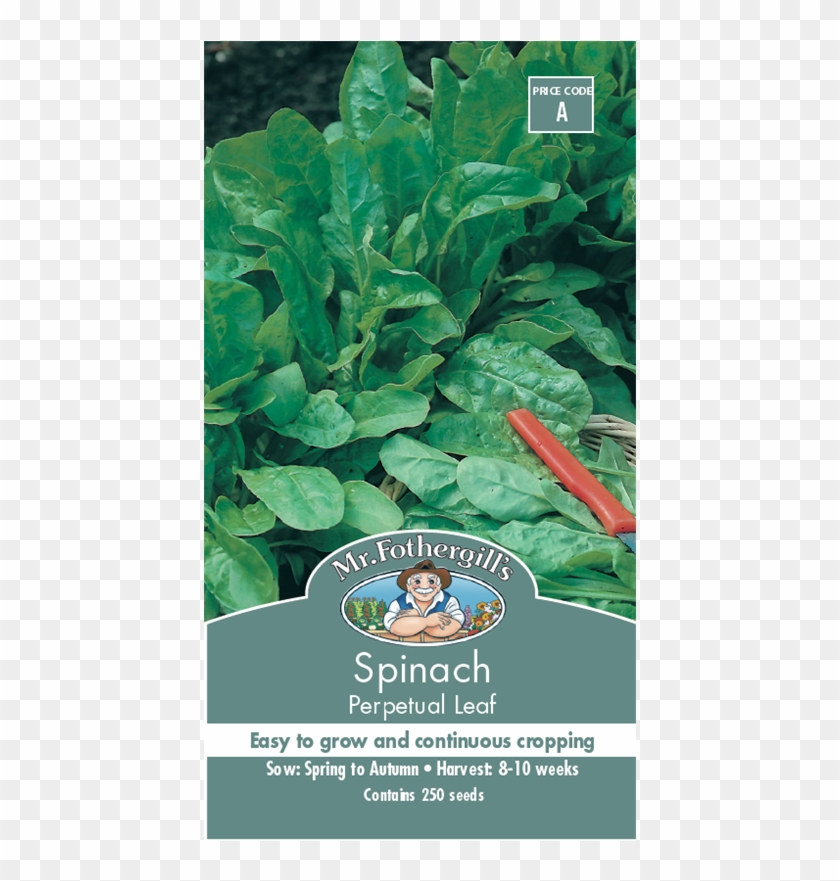 Mr Fothergill's Spinach Perpetual Leaf Seeds - Spinach Clipart