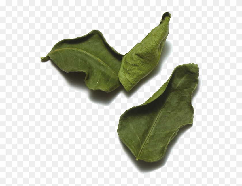 Kaffir Lime Leaves Png Picture - Mossy Cup Oak Clipart #3916246