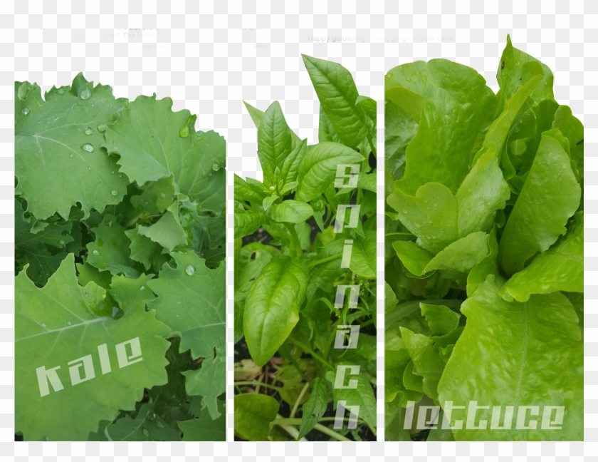 Kale Spinach Lettice - Cash Crop Clipart