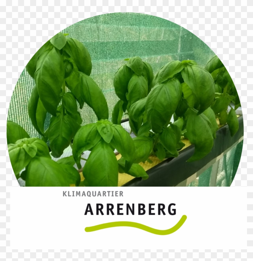 Arrenberg Basilikum Logo - Green Lake Sunter Clipart