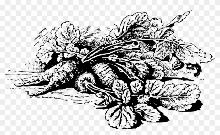 Radishes Png - Vegetables Png Black And White Transparent Clipart