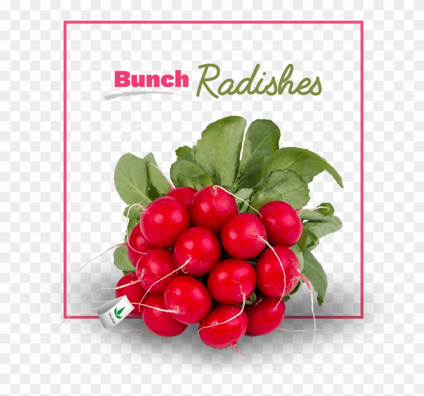 Radishes - Radish Clipart