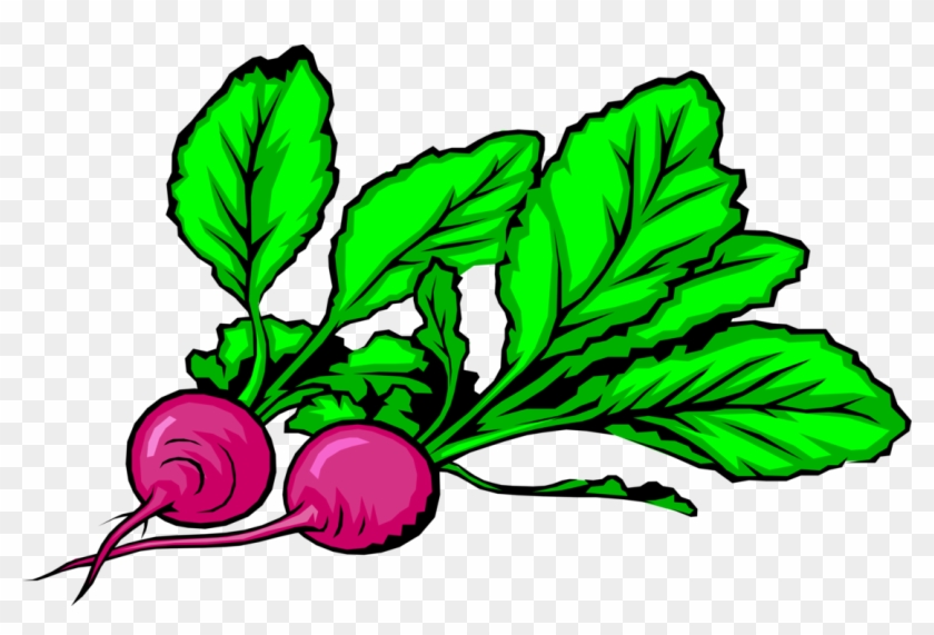 Vector Illustration Of Crisp, Pungent Edible Root Vegetable - Radieschen Clipart - Png Download