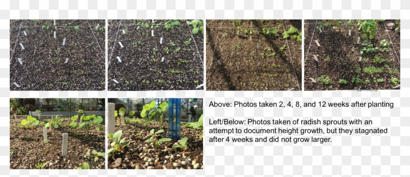 Garden - Yard Clipart